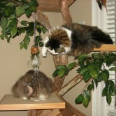 Amelia and Smelvin